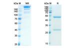Erlizumab Humanized Recombinant Human Monoclonal Antibody