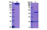 CRACC (CD319) (Elotuzumab Biosimilar) Antibody in SDS-PAGE (SDS-PAGE)