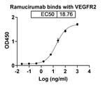 FLK1 (VEGF Receptor 2) (Ramucirumab Biosimilar) Recombinant Human Monoclonal Antibody