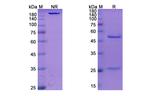 MUC1 (Epitumomab Biosimilar) Recombinant Mouse Monoclonal Antibody
