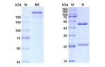 Atorolimumab Recombinant Human Monoclonal Antibody