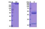 CD3 (Maslimomab Biosimilar) Antibody in SDS-PAGE (SDS-PAGE)