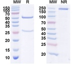 Telimomab Recombinant Mouse Monoclonal Antibody