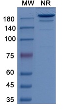 Carbonic Anhydrase IX (Girentuximab Biosimilar) Antibody in SDS-PAGE (SDS-PAGE)