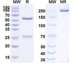 Glembatumumab Humanized Antibody in SDS-PAGE (SDS-PAGE)