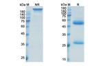 OX40L (CD252) (Oxelumab Biosimilar) Antibody in SDS-PAGE (SDS-PAGE)
