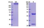 Mogamulizumab Humanized Antibody in SDS-PAGE (SDS-PAGE)
