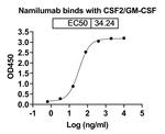 Namilumab Recombinant Human Monoclonal Antibody