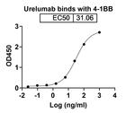 Urelumab Recombinant Human Monoclonal Antibody