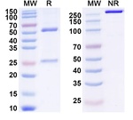 Brodalumab Recombinant Human Monoclonal Antibody