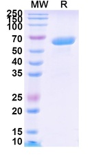 Solitomab Antibody in SDS-PAGE (SDS-PAGE)