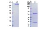 EGFR (Futuximab Biosimilar) Antibody in SDS-PAGE (SDS-PAGE)