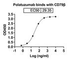CD79b (Polatuzumab Biosimilar) Recombinant Humanized mouse Monoclonal Antibody