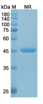 Idarucizumab Humanized Recombinant Human Monoclonal Antibody