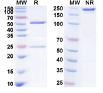 Enfortumab Antibody in SDS-PAGE (SDS-PAGE)