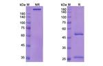 CA125 (Sofituzumab Biosimilar) Antibody in SDS-PAGE (SDS-PAGE)