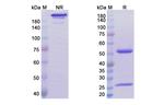 Abrilumab Recombinant Human Monoclonal Antibody