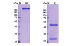 Emibetuzumab Humanized Antibody in SDS-PAGE (SDS-PAGE)