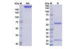 Varlilumab Recombinant Human Monoclonal Antibody