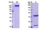 Her-3 (ErbB3) (Lumretuzumab Biosimilar) Antibody in SDS-PAGE (SDS-PAGE)
