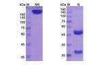 Begelomab Antibody in SDS-PAGE (SDS-PAGE)
