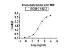 Imalumab Recombinant Human Monoclonal Antibody