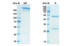Influenza A HA (Firivumab Biosimilar) Recombinant Human Monoclonal Antibody
