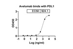 PD-L1 (CD274) (Avelumab Biosimilar) Recombinant Human Monoclonal Antibody