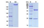 PD-L1 (CD274) (Avelumab Biosimilar) Antibody in SDS-PAGE (SDS-PAGE)