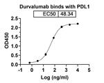 Durvalumab Humanized Antibody in ELISA (ELISA)