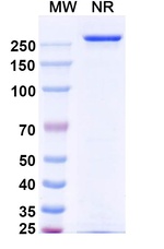 Vandortuzumab Humanized Recombinant Human Monoclonal Antibody