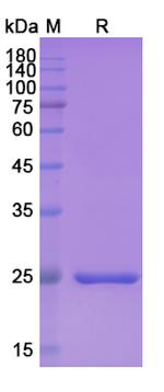 Brolucizumab Humanized Recombinant Human Monoclonal Antibody