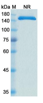 CD66e (CEACAM5) (Cergutuzumab Biosimilar) Antibody in SDS-PAGE (SDS-PAGE)