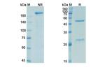 Trevogrumab Recombinant Human Monoclonal Antibody