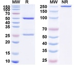 Monalizumab Humanized Recombinant Human Monoclonal Antibody