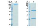 Emicizumab Humanized Recombinant Human Monoclonal Antibody