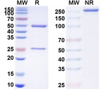Rovalpituzumab Humanized Recombinant Human Monoclonal Antibody