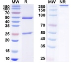 CD142 (Tisotumab Biosimilar) Antibody in SDS-PAGE (SDS-PAGE)