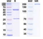 Blontuvetmab Recombinant Canine Monoclonal Antibody