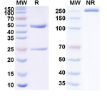 Tamtuvetmab Recombinant Canine Monoclonal Antibody