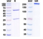 Laprituximab Chimeric Antibody in SDS-PAGE (SDS-PAGE)