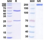 Vadastuximab Chimeric Antibody in SDS-PAGE (SDS-PAGE)