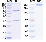 Erenumab Recombinant Human Monoclonal Antibody