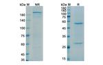 Apamistamab Antibody in SDS-PAGE (SDS-PAGE)