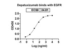 Depatuxizumab Chimeric Recombinant Human Monoclonal Antibody