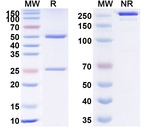 Telisotuzumab Humanized Antibody in SDS-PAGE (SDS-PAGE)