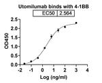 Utomilumab Recombinant Human Monoclonal Antibody
