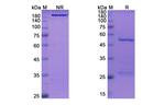 PD-1 (CD279) (Camrelizumab Biosimilar) Antibody in SDS-PAGE (SDS-PAGE)