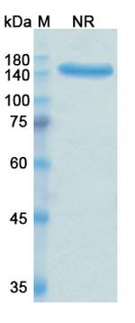 Ravulizumab Humanized Antibody in SDS-PAGE (SDS-PAGE)