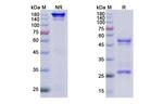 Varisacumab Recombinant Human Monoclonal Antibody